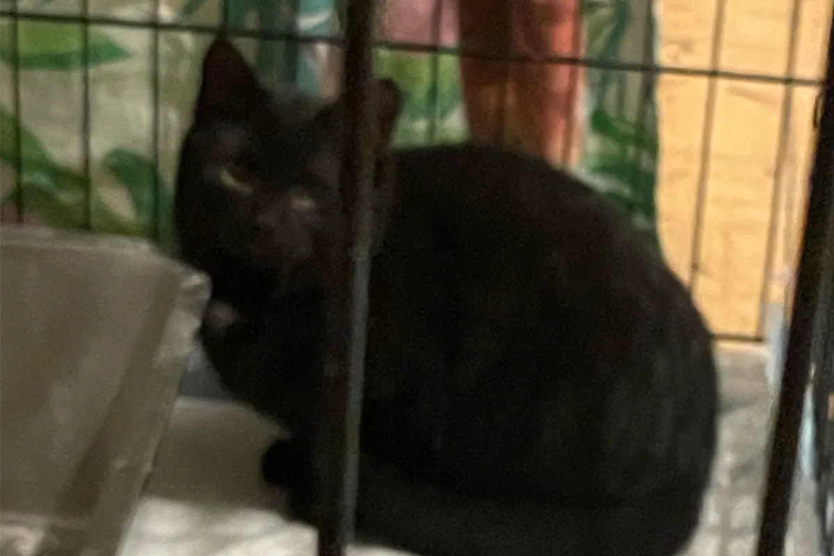 Dinslaken – Feuerwehr rettet drei Katzen aus Schacht