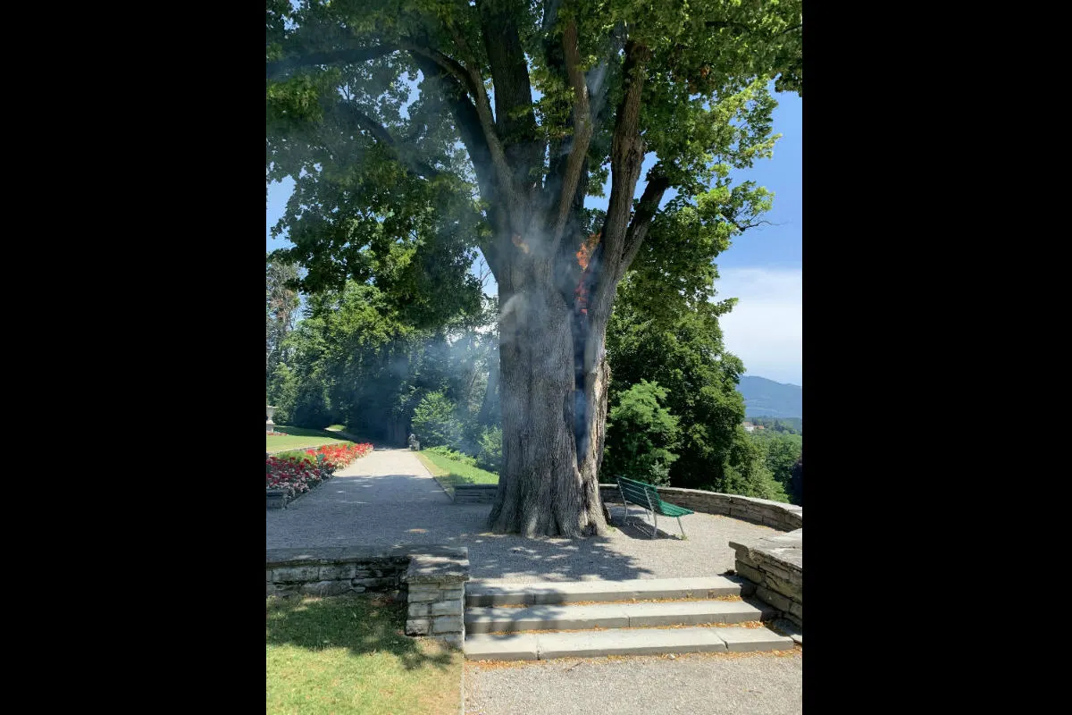 Luzern LU - Jugendliche zünden Baum an - Zeugenaufruf