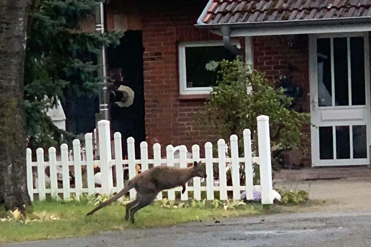 Lauenbrück - Känguru hüpft über die Straße