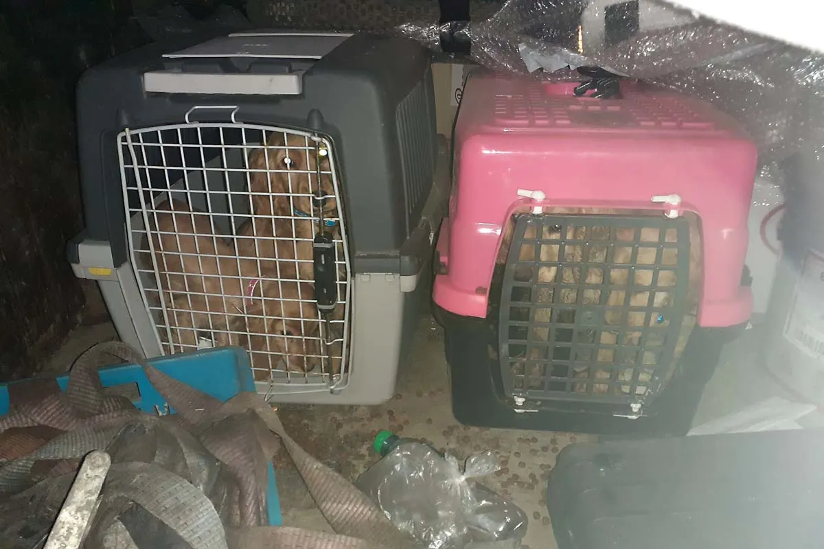 Hann. Münden - Zoll rettet Hundewelpen
