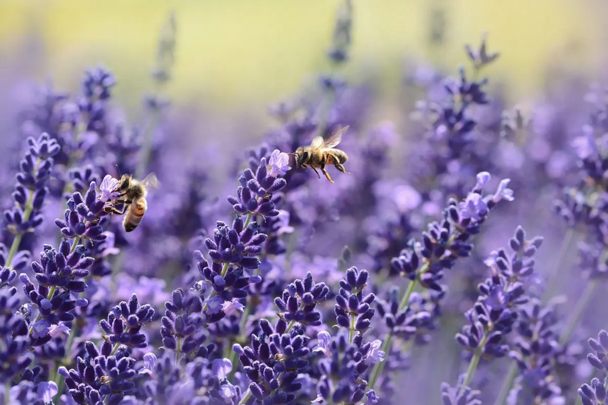 Kanton SH - Hilfe bei Insektenschwärmen