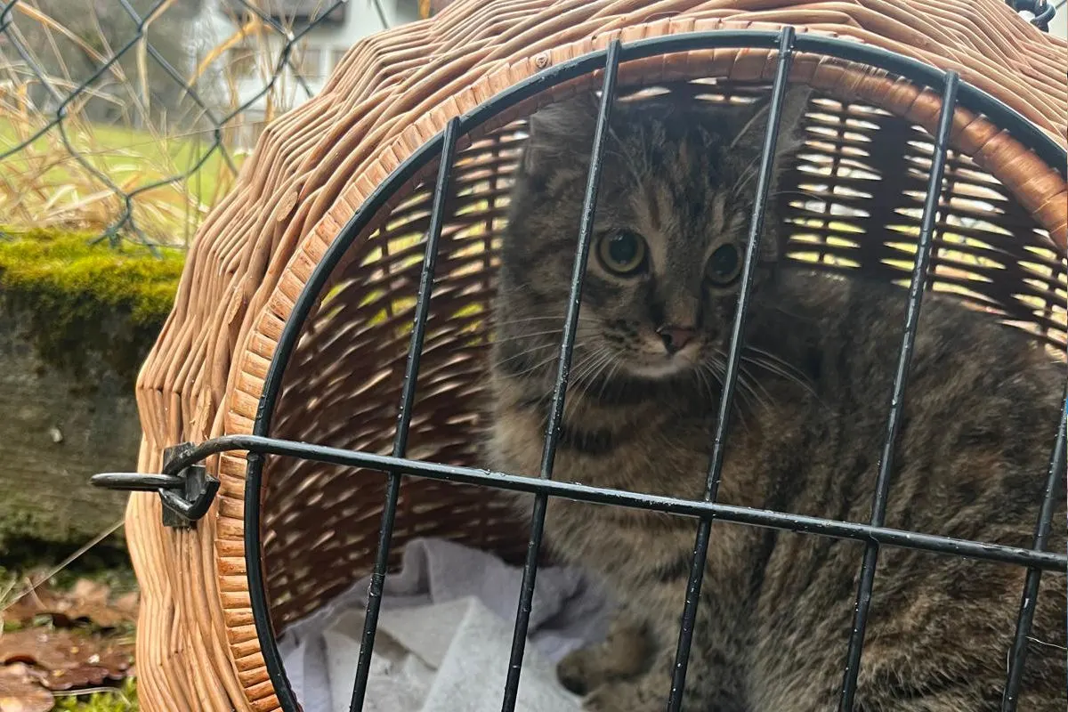 Waidhofen an der Ybbs – Vermisste Katze nach zwei Tagen geborgen