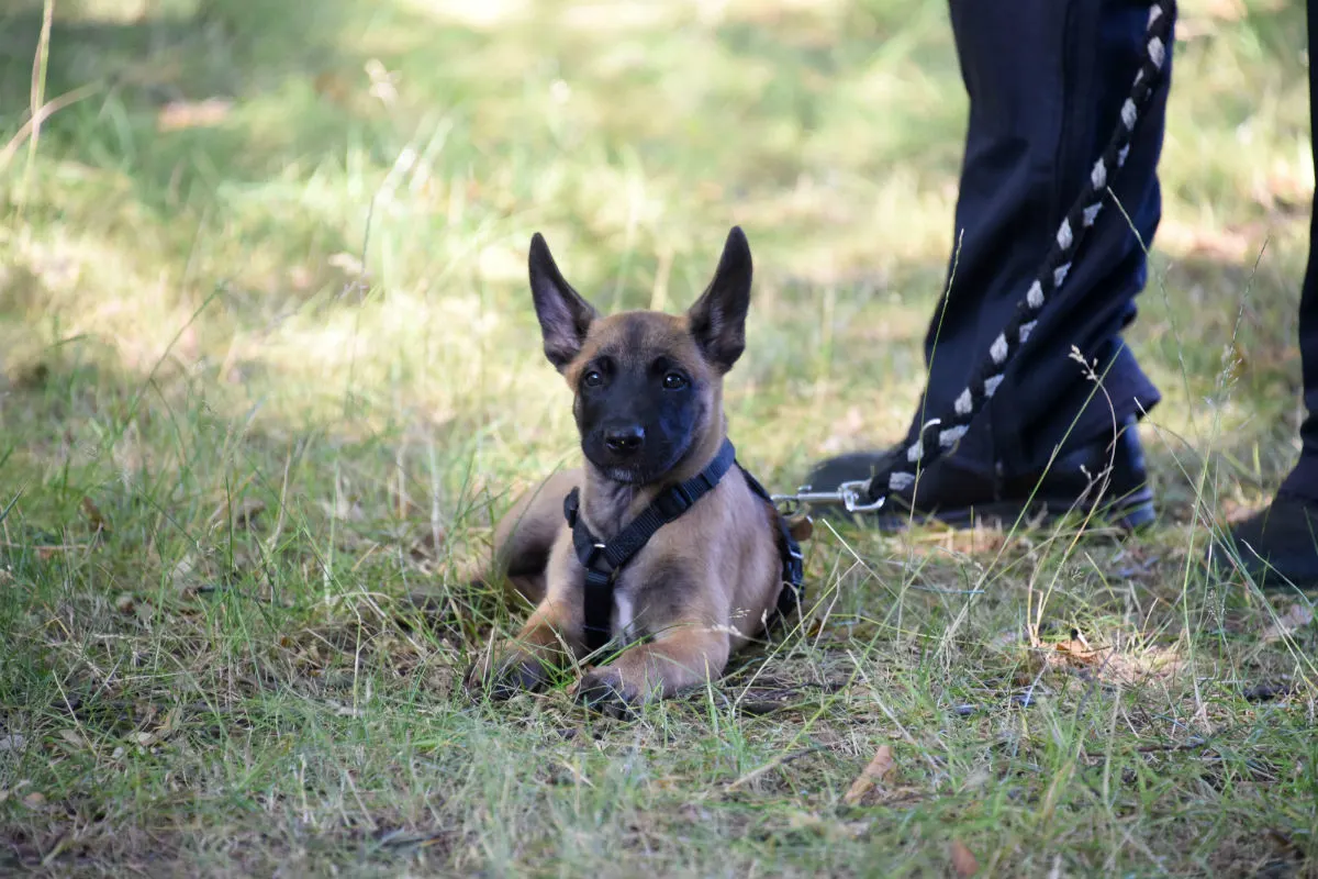 Welpe Krabat wird ein Polizeihund