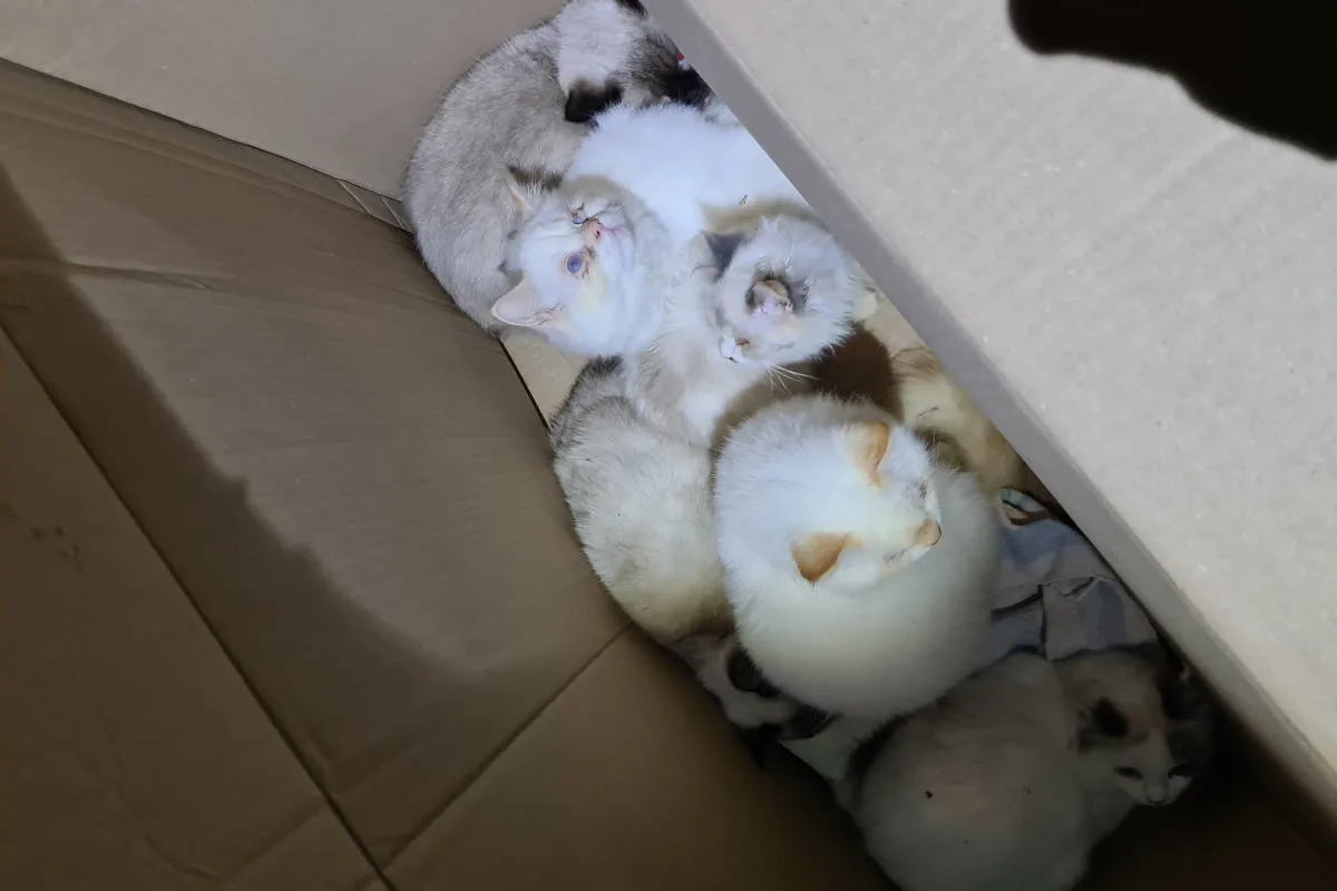 Schellerten – Sechs Katzen auf offener Straße ausgesetzt!