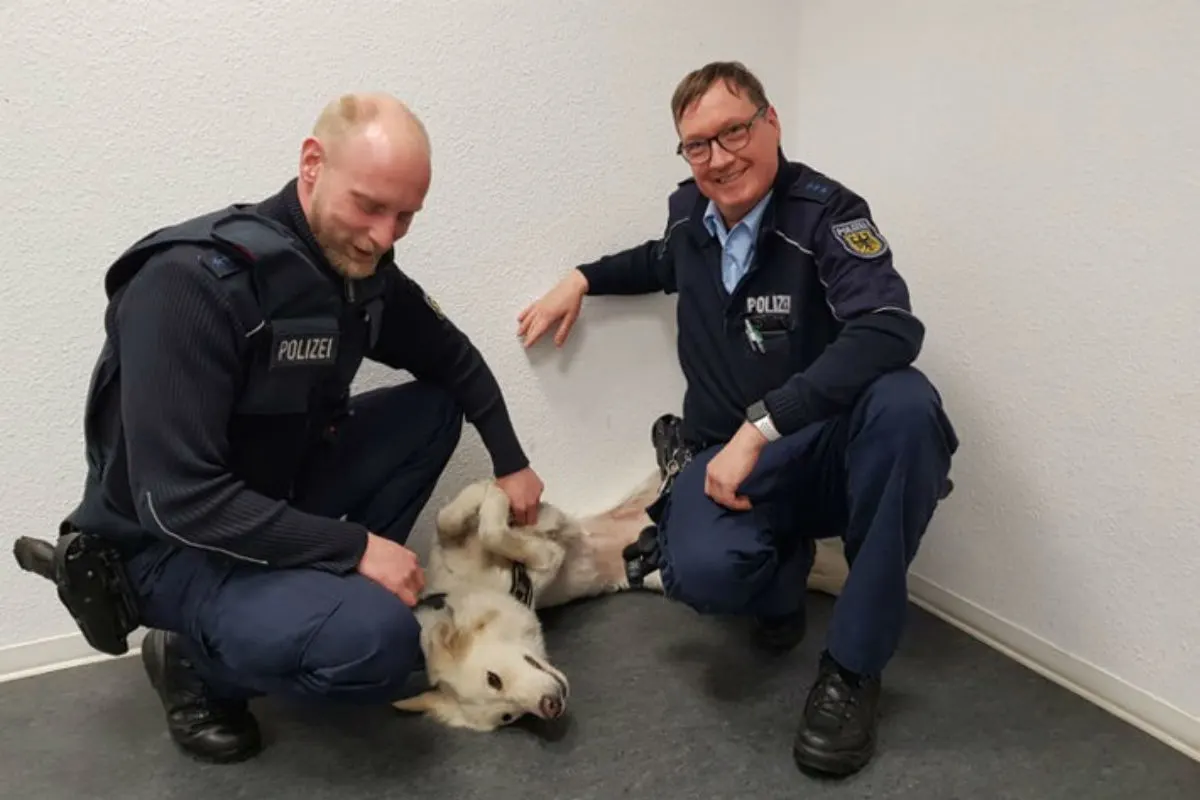 Hund im letzten Moment vor dem Zug gerettet