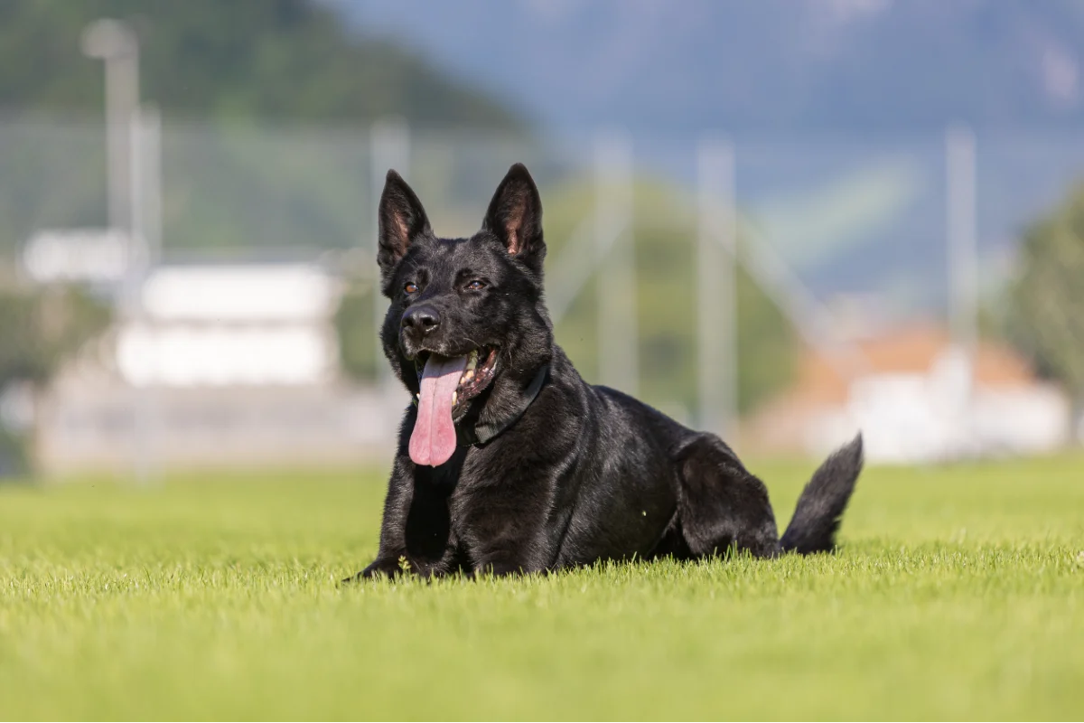 Willisau LU - Polizeidiensthund Dodge stellt mutmasslichen Einbrecher
