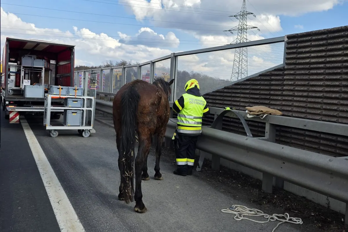 Gössendorf – Pferdeanhänger kippt nach Unfall auf der A2 um