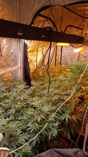 Ein Zelt mit zahlreichen Cannabis-Pflanzen, die unter künstlichem Licht angebaut werden. Die Pflanzen sind grün und dicht bepflanzt.