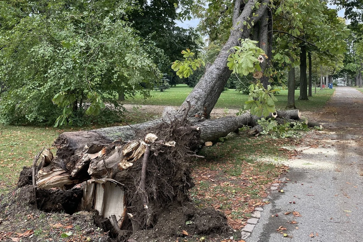Basel - Sturm beschädigt mehrere Bäume