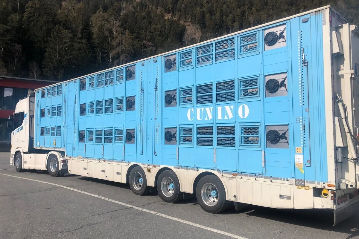 Cazis GR - Illegaler Tiertransport gestoppt