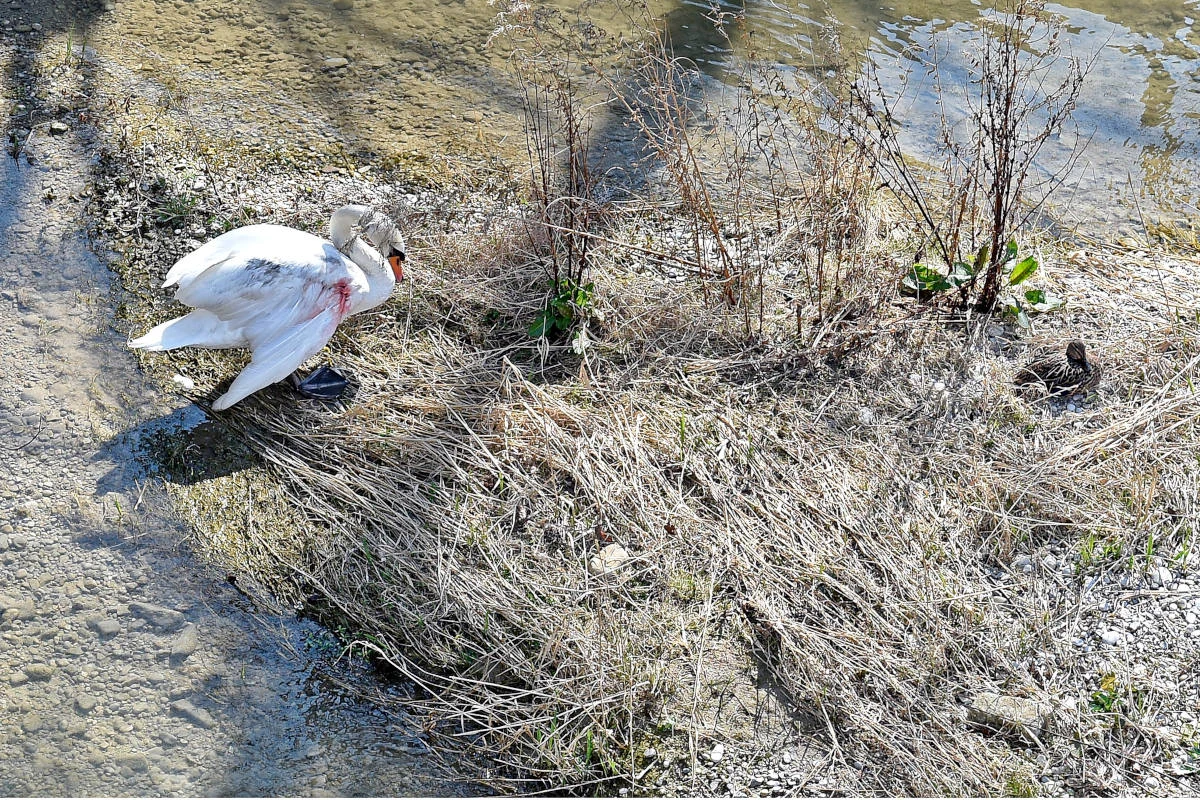 Verletzter Schwan benötigt Hilfe