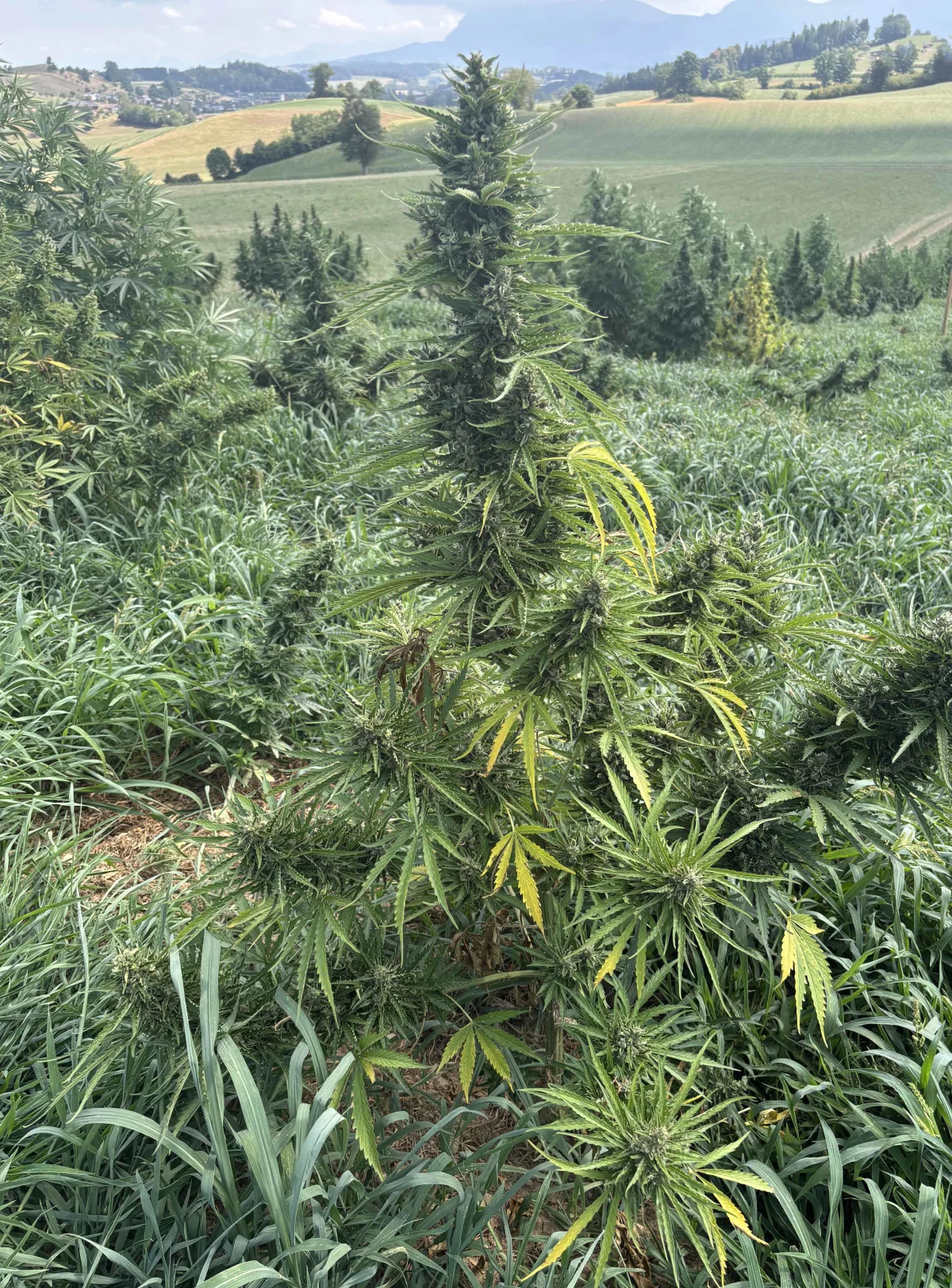 Mehrere große Cannabispflanzen wachsen auf einem weitläufigen Feld in einer ländlichen Gegend an einem sonnigen Tag.