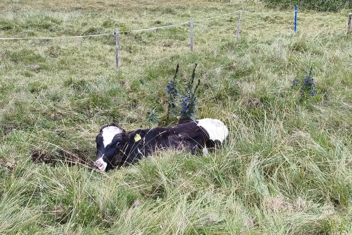 Ein schwarz-weißes Kalb liegt auf einer grünen Wiese. Im Hintergrund ist ein einfacher Zaun zu sehen, der die Wiese begrenzt.
