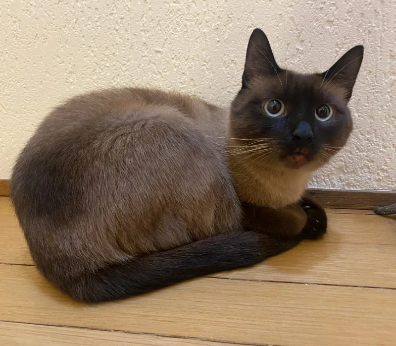 Zug - Wem gehört dieser Kater? Er wartet auf die Besitzer