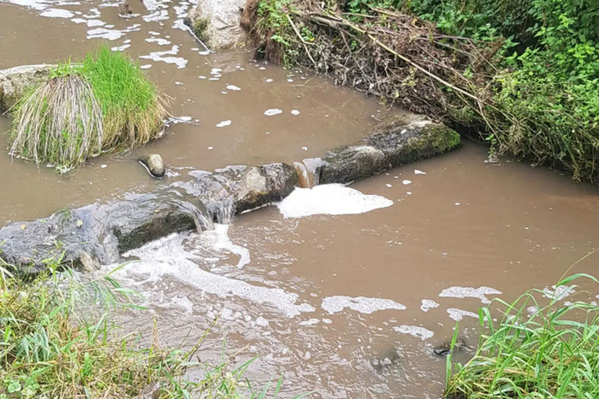 Adligenswil LU - Gewässerverschmutzung durch Gülle führt zu Fischsterben