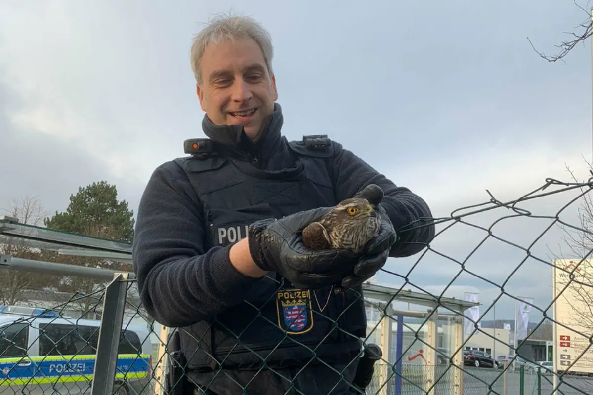 Eschwege - Polizei rettet Falke das Leben!