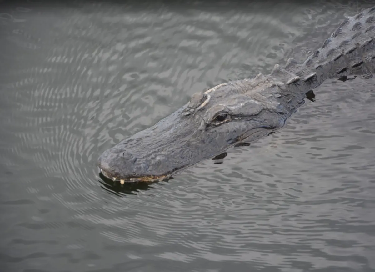 USA - Frau will Hund vor Alligator retten - tot