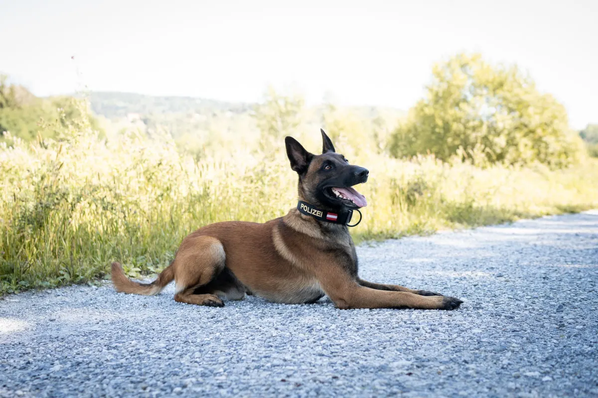 Graz ST – Polizeihund Loki stellt Einbrecher