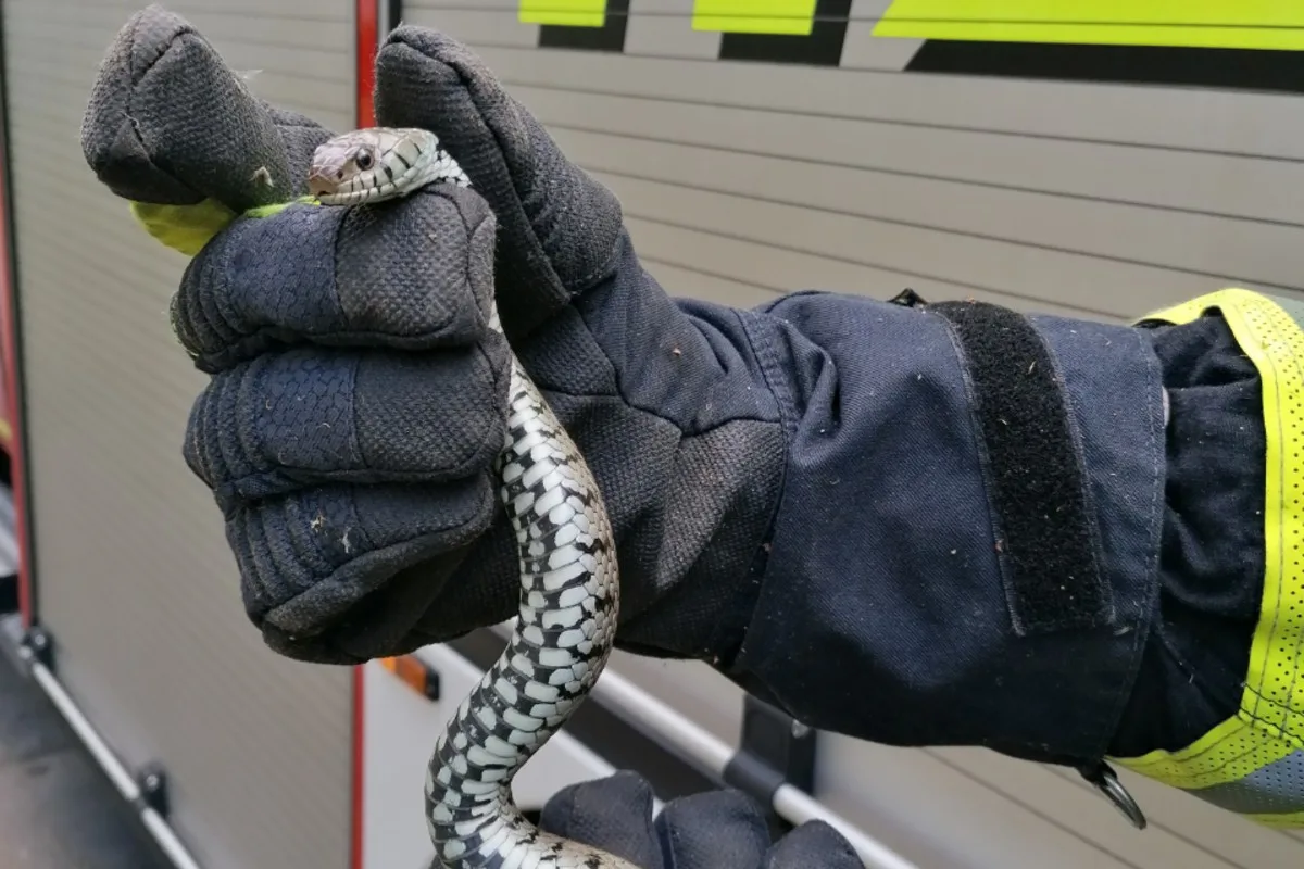 Dortmund - Brandschützer fangen Ringelnatter
