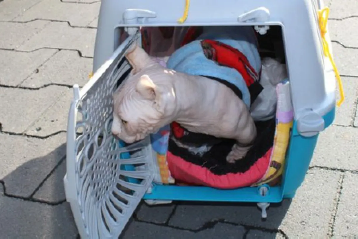 Lemgo - Hundewelpen in Sicherheit gebracht