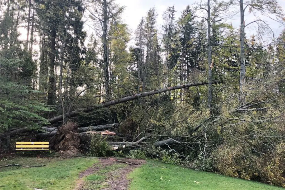 Appenzell-Ausserrhoden AR - Sturmschäden - Vorsicht im Wald!