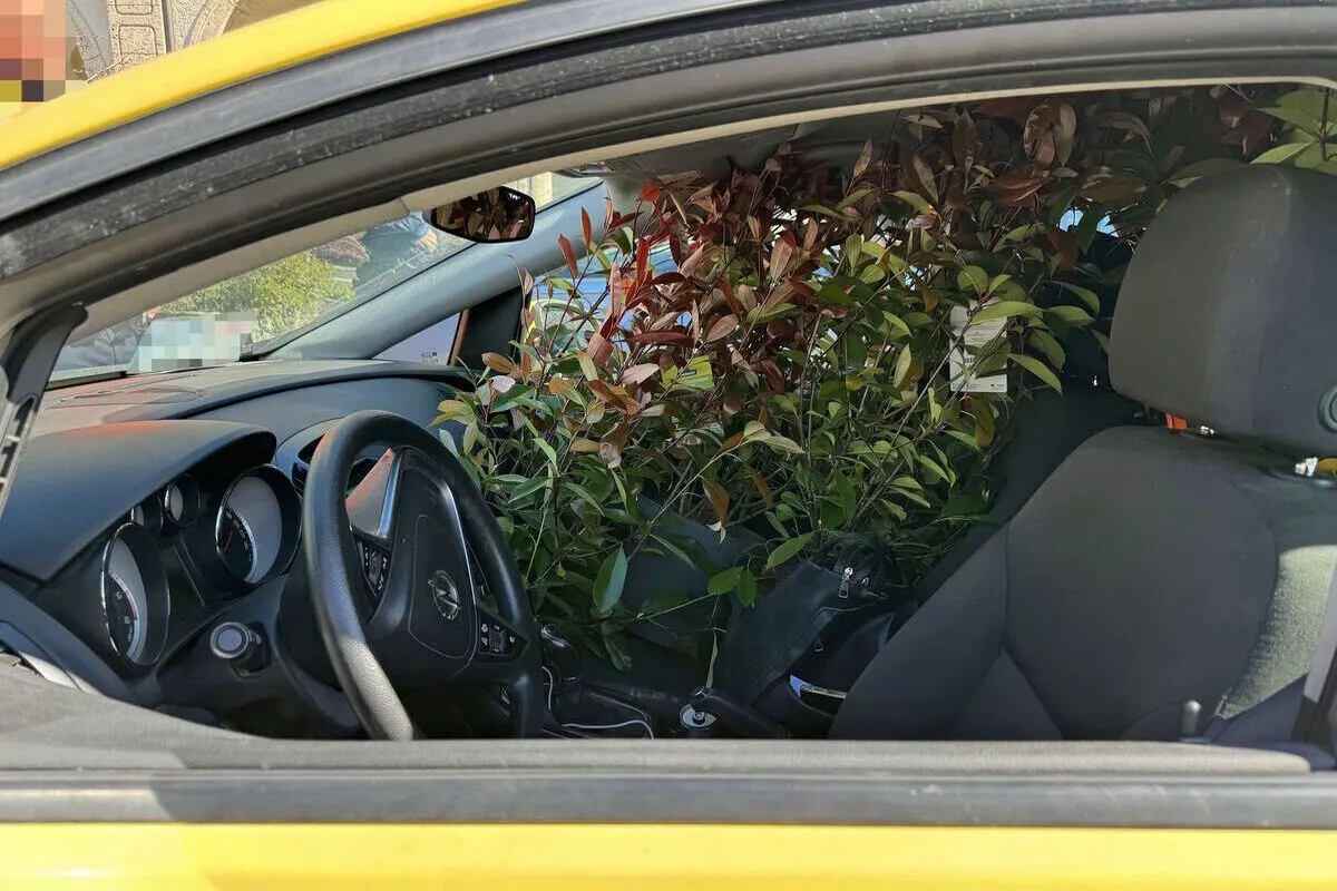 St.Gallen - Pflanzen behindern Sicht während der Fahrt 