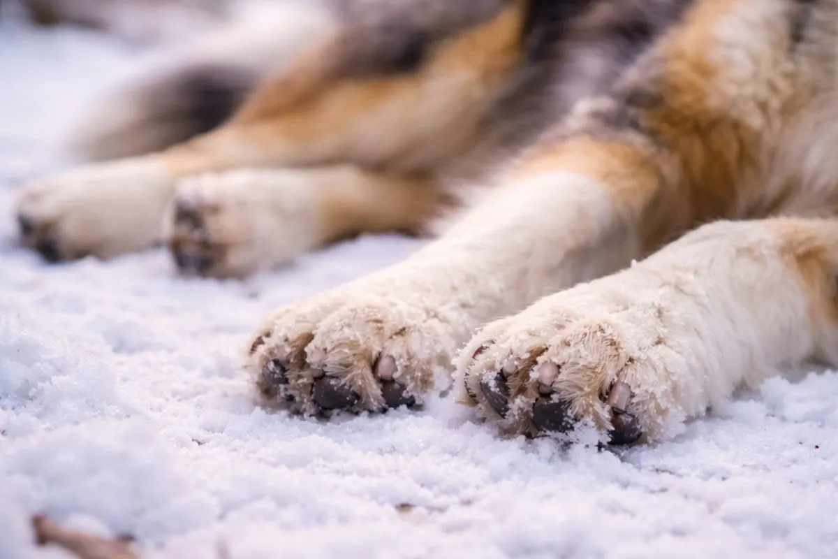 St. Marein im Mürztal – Jäger erschießt Hund bei Fuchsjagd