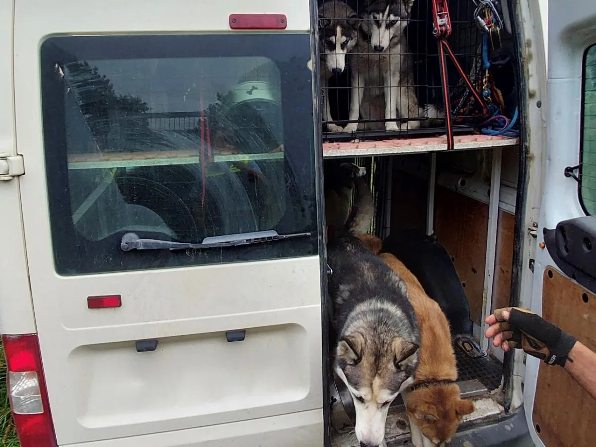 Mehrere Hunde befinden sich in Käfigen in einem weißen Transporter. Eine Hand mit einem Handschuh ist sichtbar neben der geöffneten Tür.