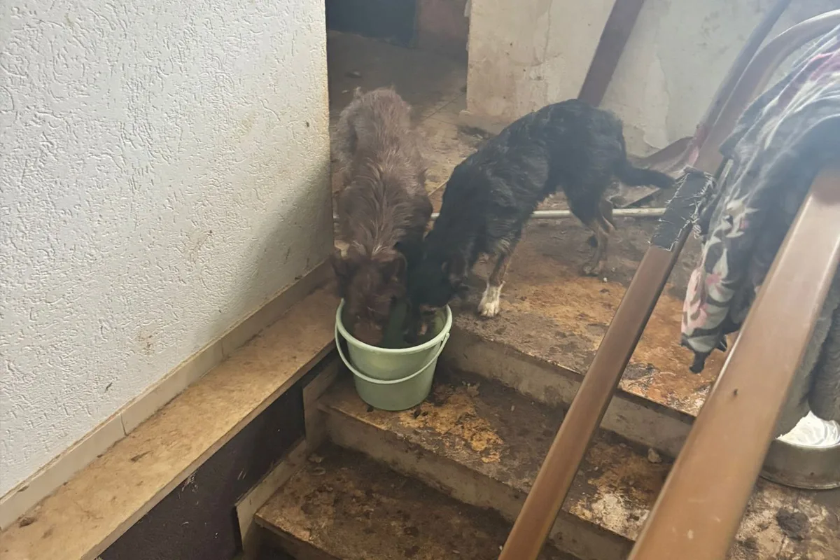 Zwei Hunde stehen auf einer verschmutzten Treppe in einem Gebäude und trinken aus einem grünen Eimer. Die Umgebung wirkt ungepflegt und karg.