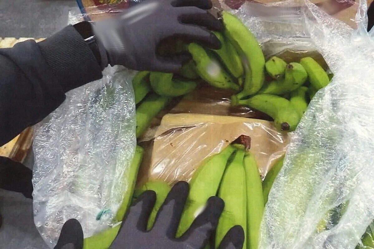 Frankfurt am Main - Kokain in Bananenkisten versteckt