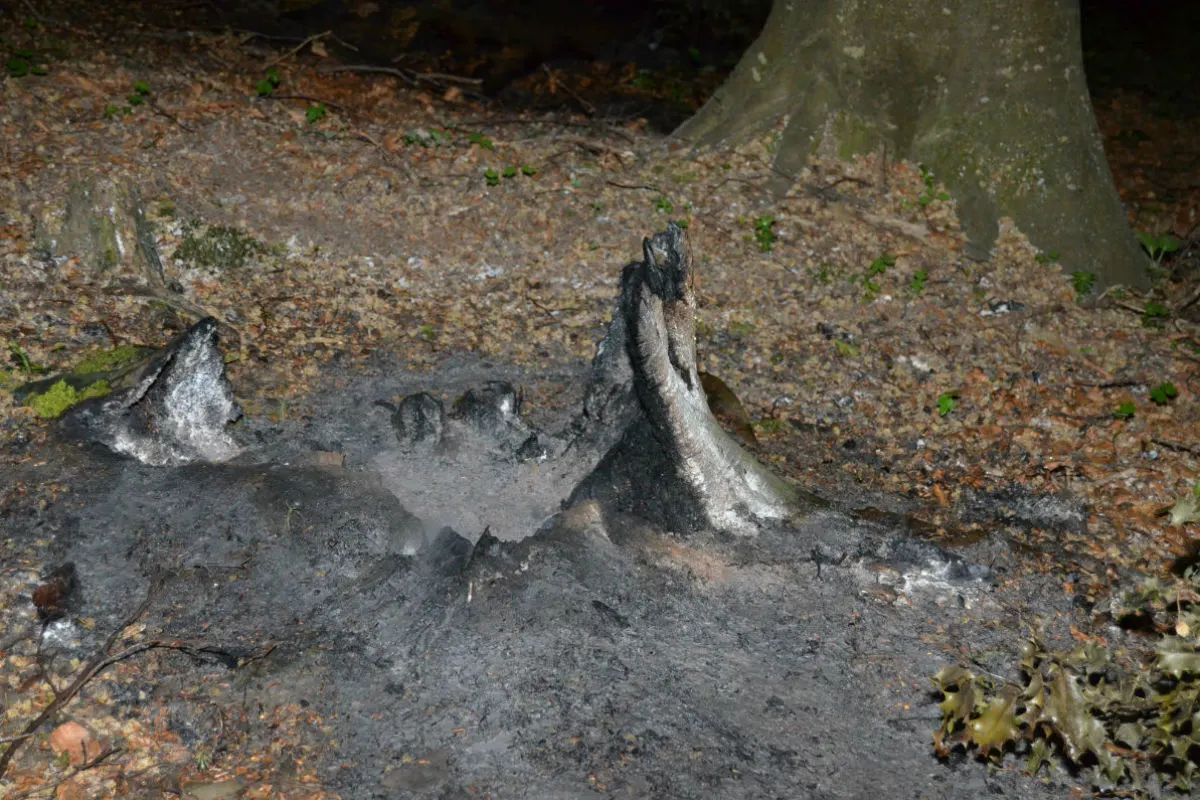 Lutzenberg AR - Mottbrand nach Insektenbekämpfung