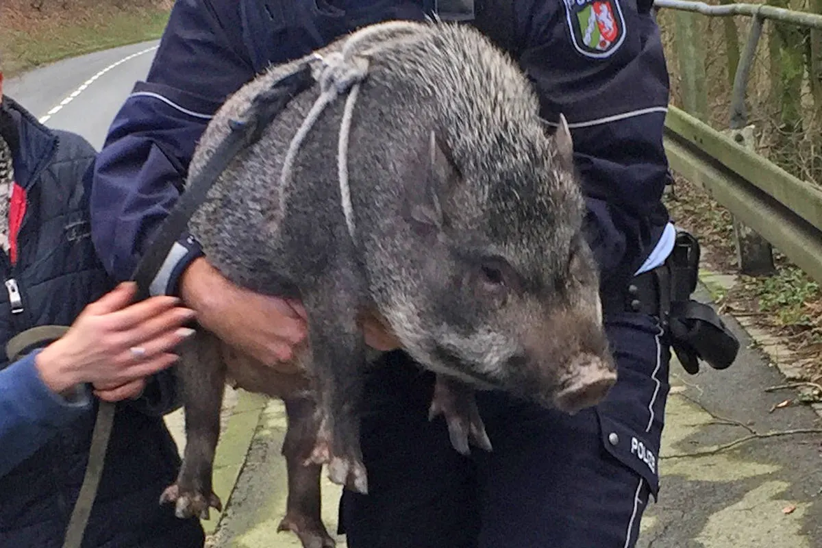 Evingsen Altena – Hängebauchschwein löst Polizeieinsatz aus