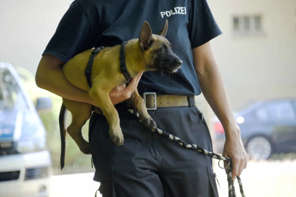 Welpe Krabat wird ein Polizeihund