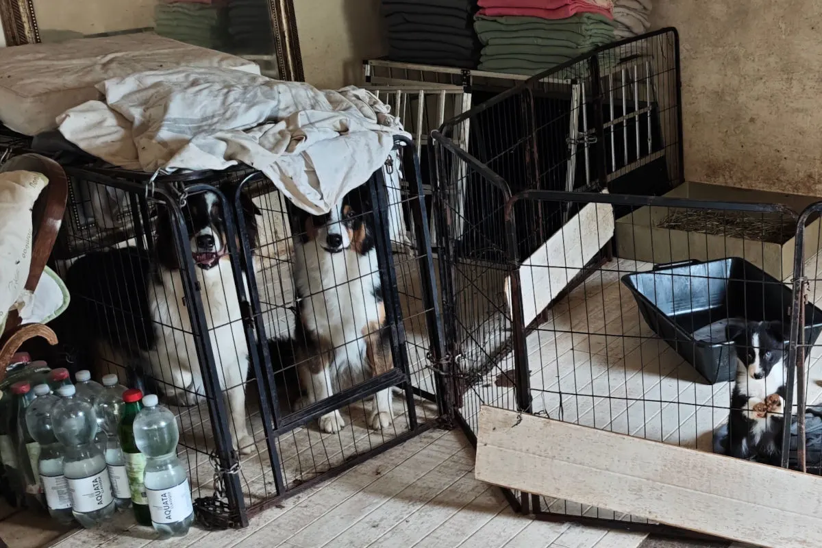 Mehrere Hunde sind in engen Käfigen in einem schlecht beleuchteten Raum eingesperrt. Auf dem Boden stehen Kunststoffflaschen, was auf unhygienische Bedingungen hinweist.