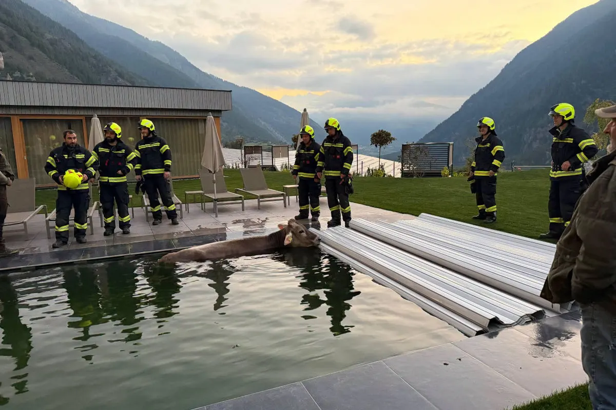 Mehrere Feuerwehrleute stehen um einen Swimmingpool, in dem eine Kuh im Wasser liegt. Die Umgebung ist bergig und es scheint Abend oder Morgen zu sein.