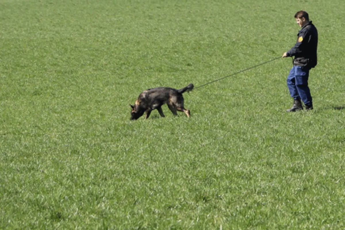 Polizeihund Gajus’  findet fast alles
