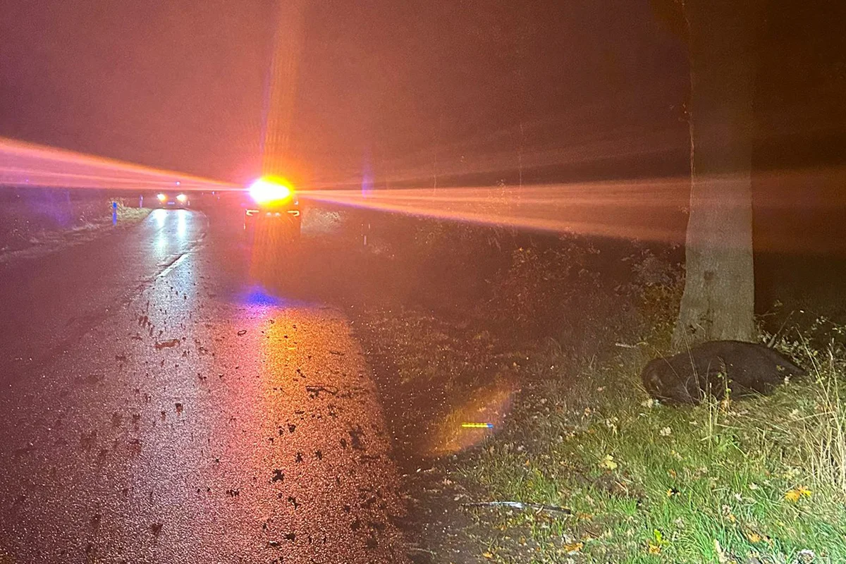 Schortens NI – Zwei Verletzte bei Unfall mit Rindern