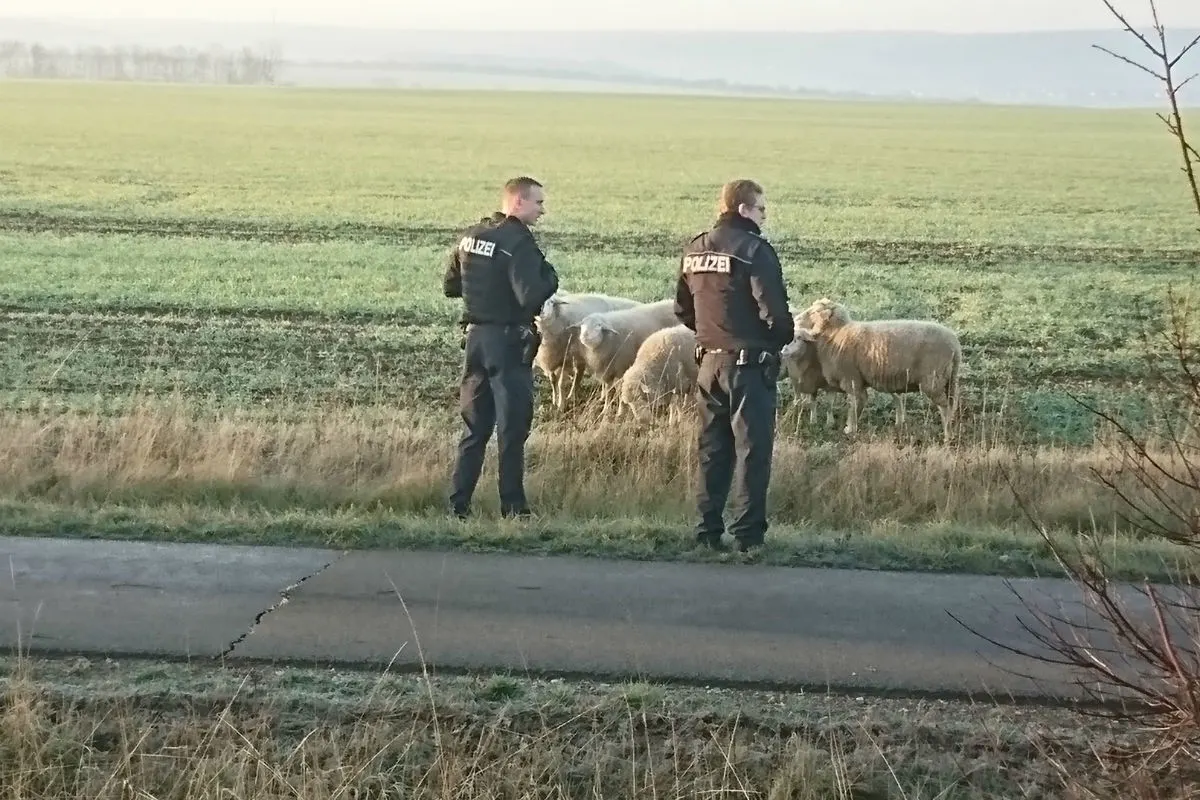 Schafherde spaziert auf der Bundesstrasse