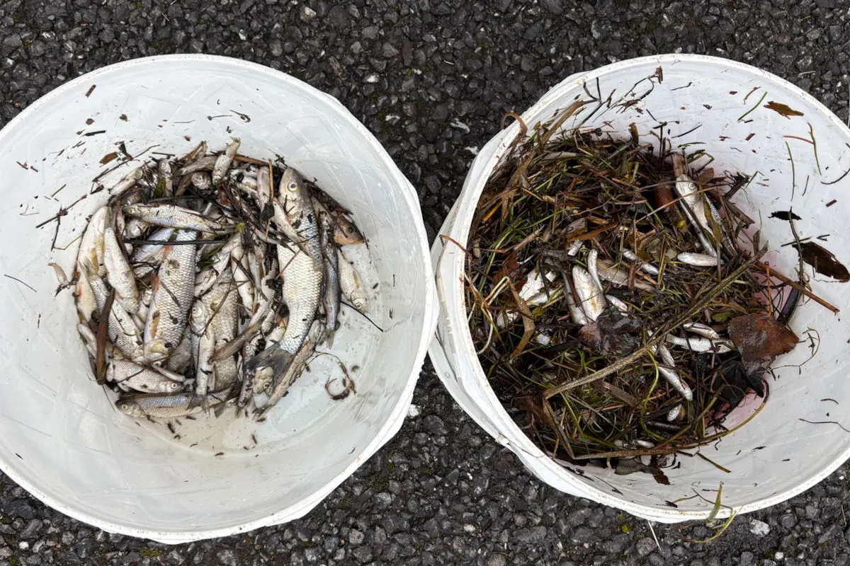 Zwei weiße Eimer stehen auf Asphalt. Der linke Eimer ist mit toten Fischen gefüllt, während der rechte Eimer Pflanzenmaterial mit wenigen Fischen enthält.