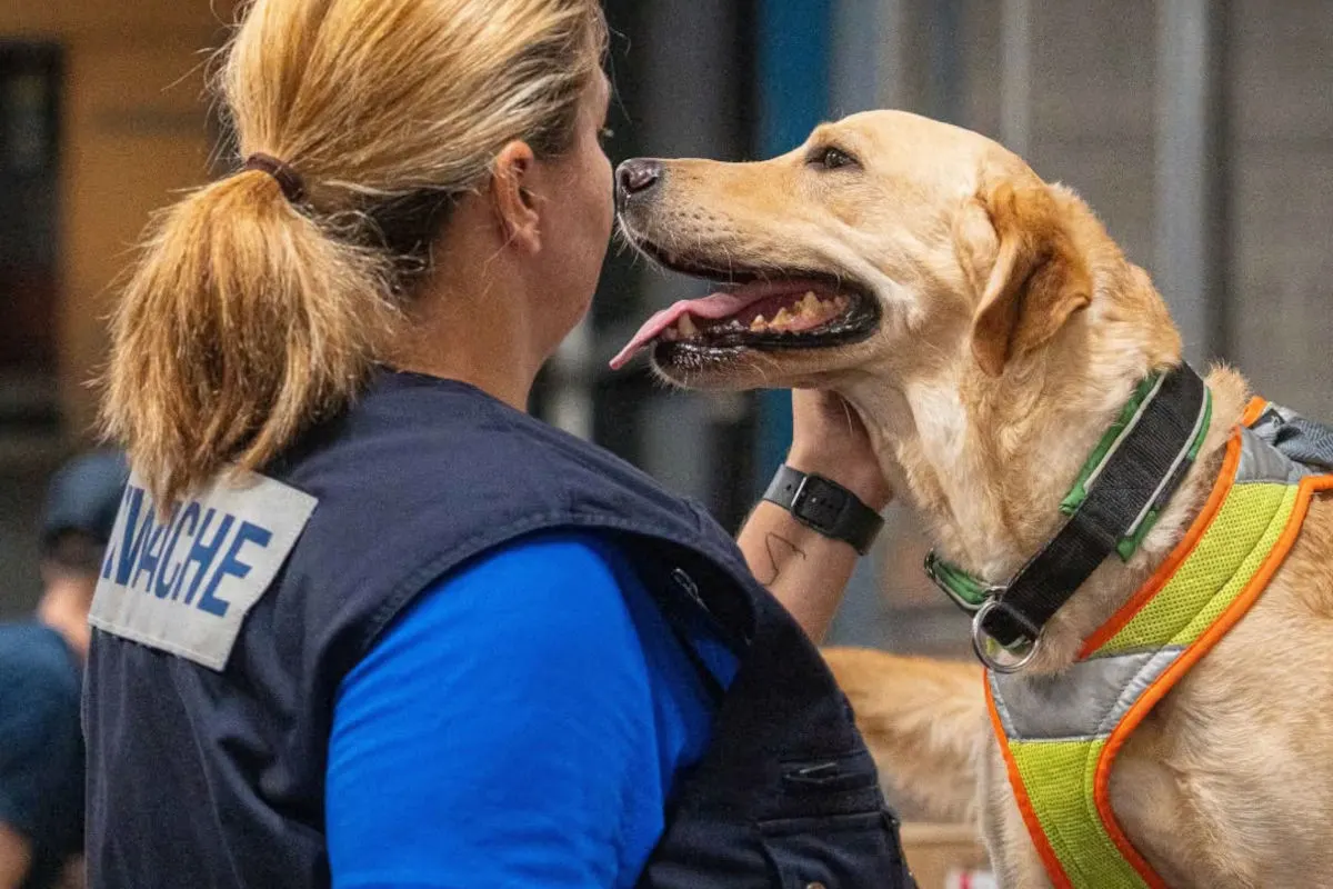 Eine Person in einer Weste mit der Aufschrift 'WACHE' schaut einen Hund an, der einen reflektierenden Gurt trägt.