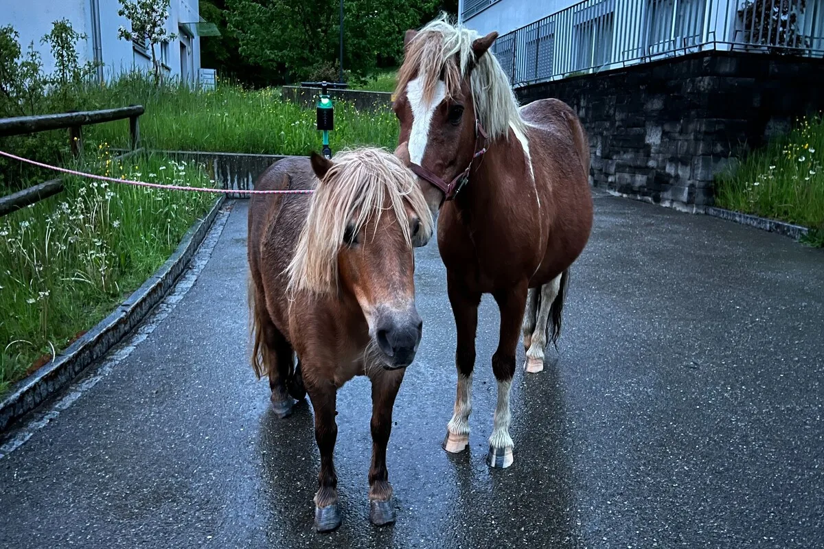 Riethüsli SG - Drei Ponys ausgebüxt 