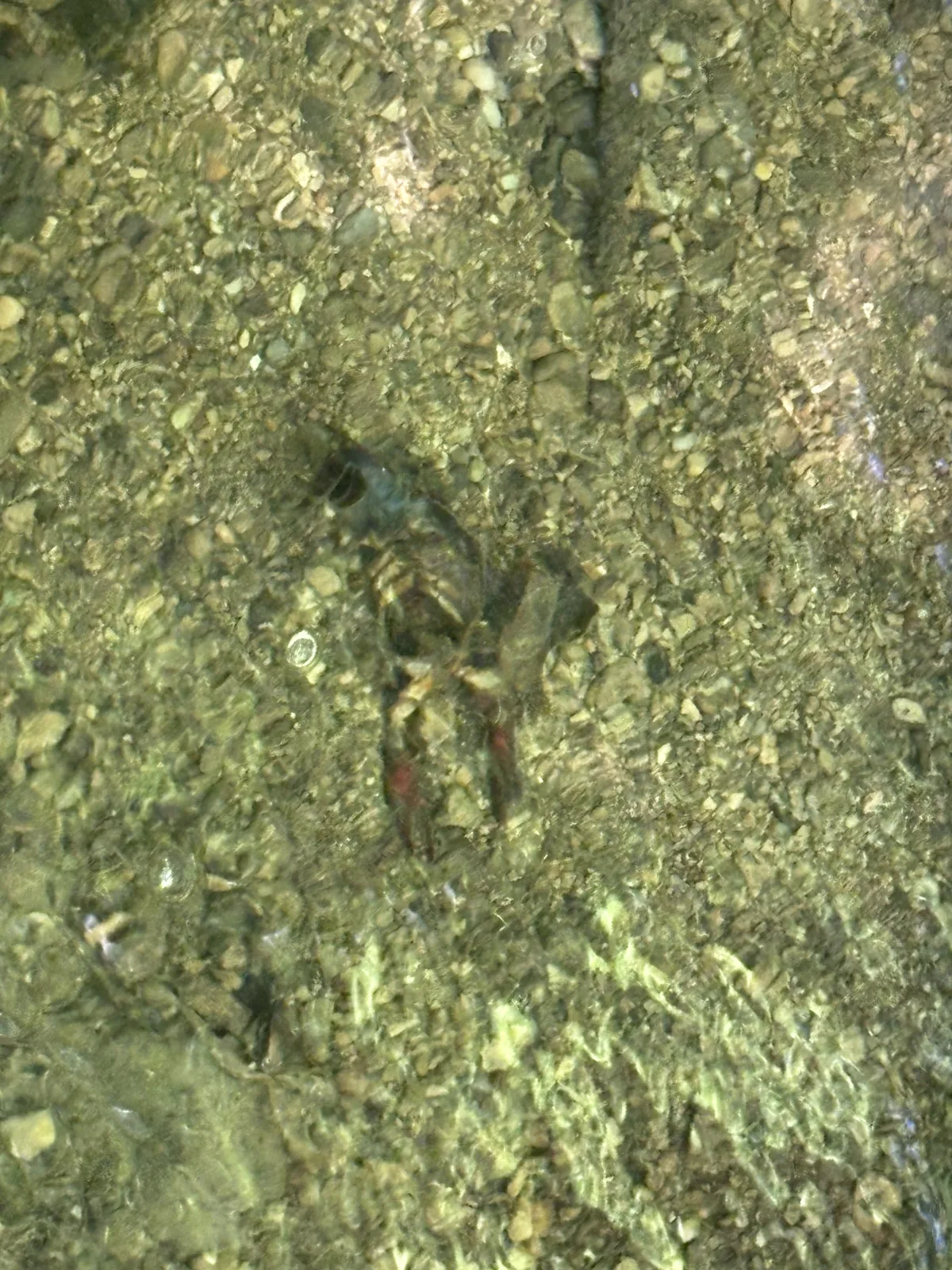 Ein Flusskrebs ist in klarem Wasser auf einem kiesigen Flussbett sichtbar. Das Licht bricht durch die Wasseroberfläche und beleuchtet den Krebs.
