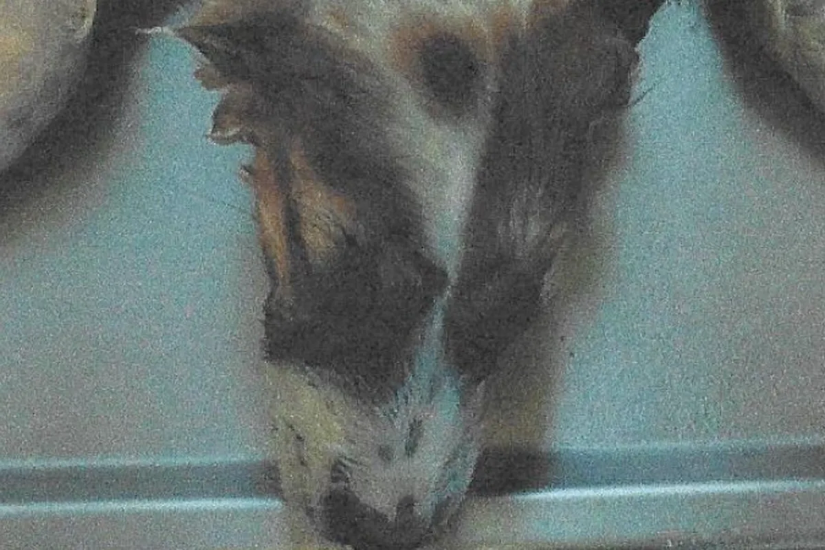 Toter Hund bei Stralsund gefunden - Polizei ermittelt wegen Verdachts auf Verstoß gegen das Tierschutzgesetz