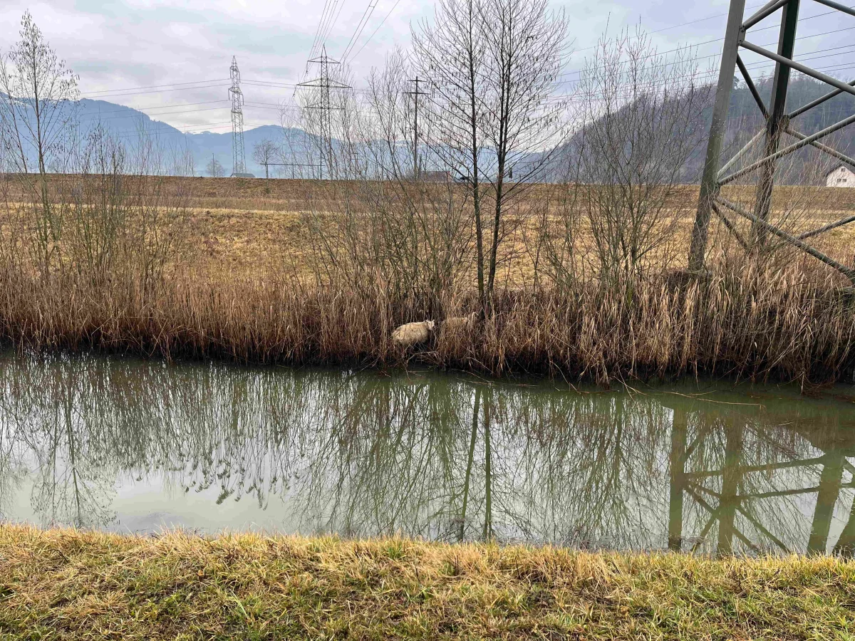 Uznach SG – Hund beisst mehrere Schafe
