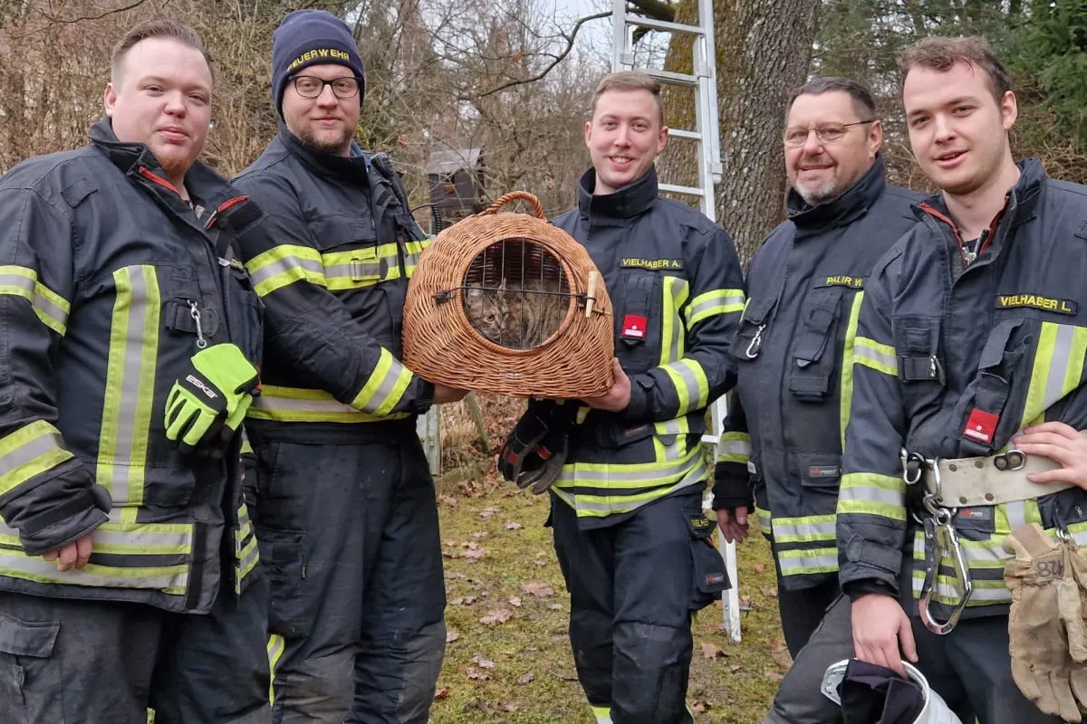 Waidhofen an der Ybbs – Vermisste Katze nach zwei Tagen geborgen