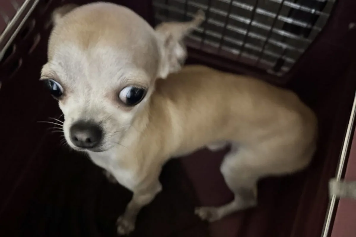 Ein kleiner, heller Chihuahua sitzt in einem Käfig und schaut mit großen Augen zur Kamera. Der Käfig ist metallisch und dunkel.