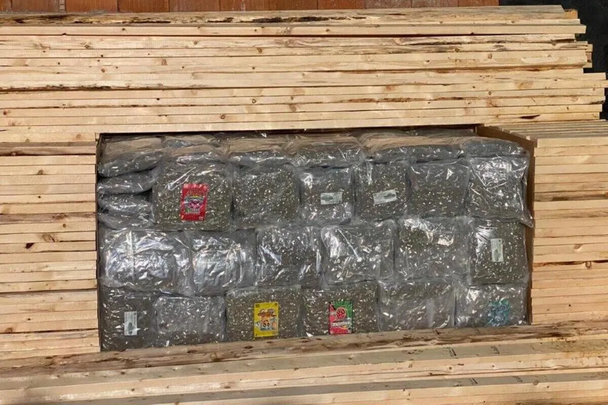 Berlin – Mitglieder einer Rauschgiftbande verhaftet - Mehr als eine Tonne Marihuana sichergestellt