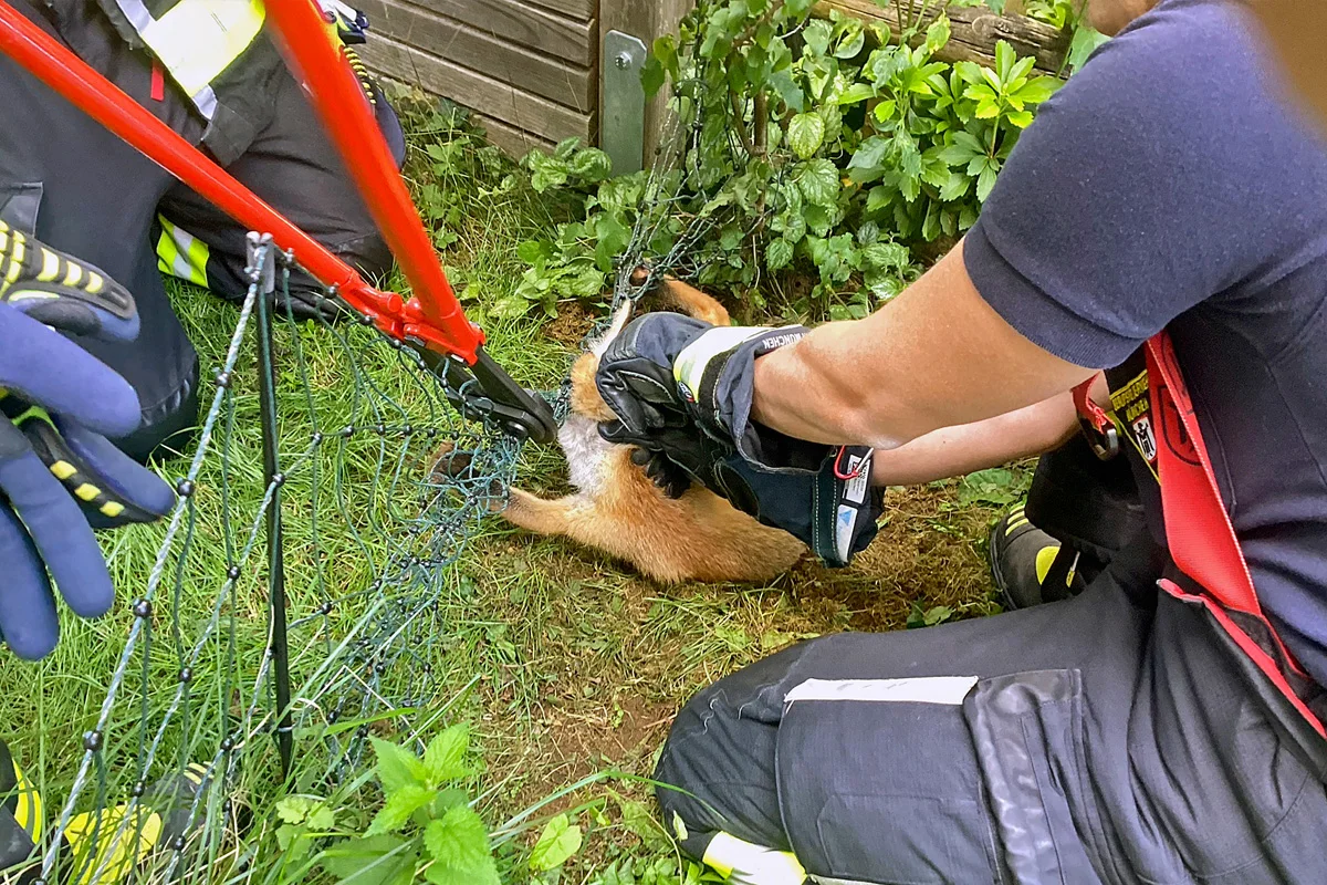 Mehrere Einsatzkräfte befreien einen Fuchs, der mit dem Kopf in einem Drahtzaun feststeckt. Sie verwenden Zangen und tragen Handschuhe.