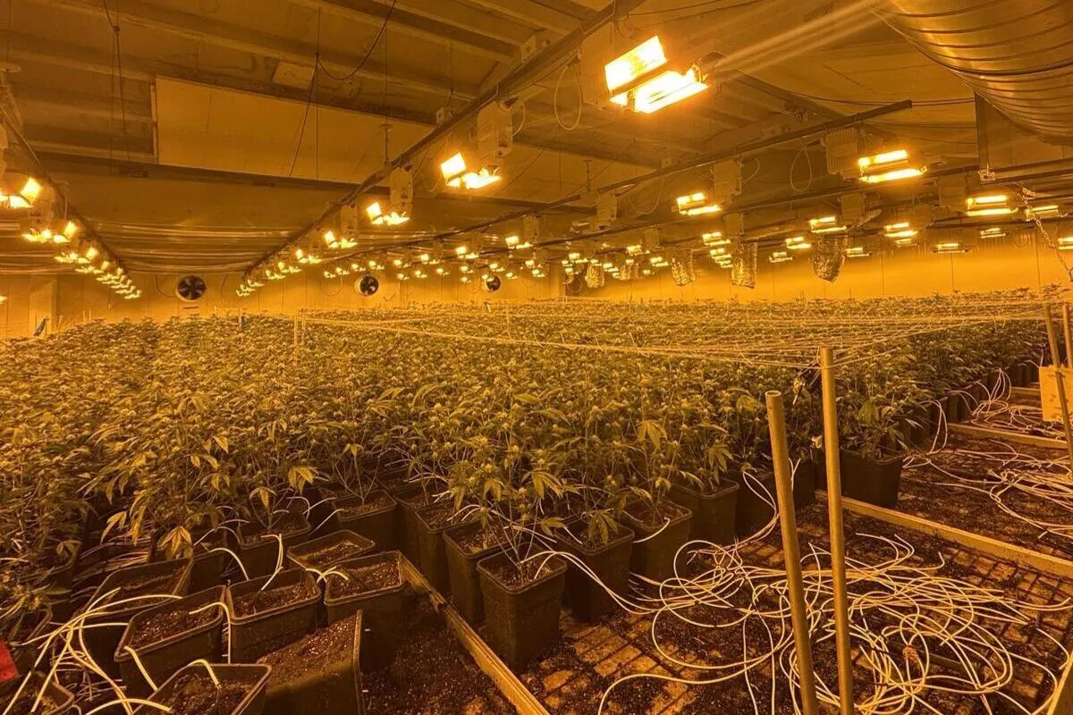 Nürensdorf ZH – Illegale Indooranlage - Polizei stellt THC-Pflanzen sicher