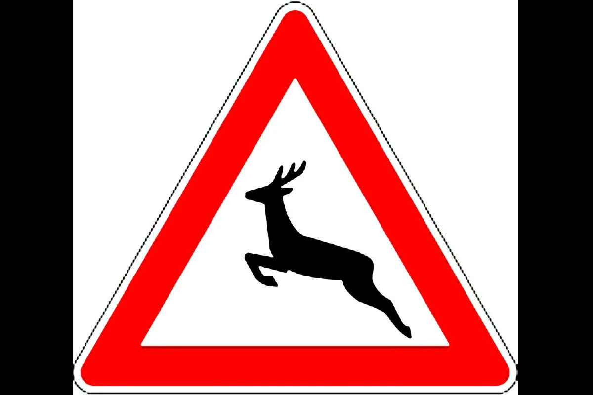 Kanton Schwyz - Wildunfälle zählen zu den häufigsten Verkehrsunfällen